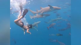 Fearless tourist swims alongside sharks in Maldives