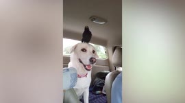 Cheeky bird perches on top of dog friend's head during car ride