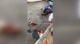 Kind passerby rescues pet dog stuck in mud during low tide