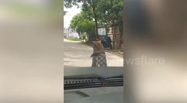 Wild monitor lizards locks in hug during fierce duel in Thailand