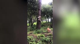 Pet dog searches for cat clinging to tree in hide-and-seek fail