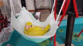 Baby yellow parrot swings of face mask hammock