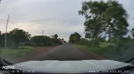 Driver dodges runaway cow galloping onto road in Cambodia