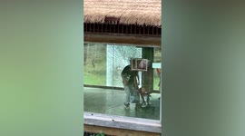 Tiger enclosure's glass window cracks due to high temperatures in China