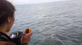 When the shark activity on the boat is great but so are the apples