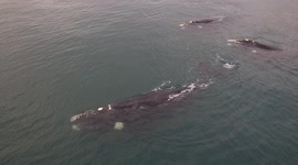 Some of the best whale footage captured on drone in Mossel Bay South Africa