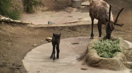 Adorable Baby Reindeer 'Pounce' Greets the World For the First Time