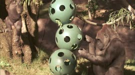 Watch the World's Oldest Gorilla Celebrate Her 55th Birthday