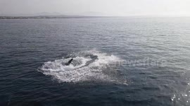 White shark eats seal in front of entire boat of cage divers.