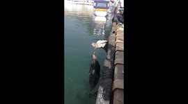 Mouthful! Older fisherman feeds seal using MOUTH in Cape Town