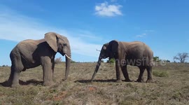 Epic battle between two African Elephants just meters away from tourists