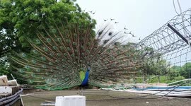 Beautiful Peacock Dance during rainy season in Rajasthan in india