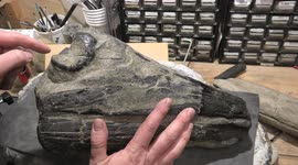 Man finds rare 48 million-year-old fossil skull in New Zealand