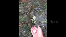 Man shouts in pain after being bitten by nasty squirrel