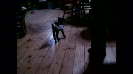 Baby Goat Follows Girl