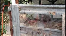 Swinging Chickens