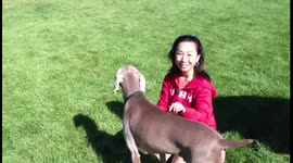 Dog Chasing Bird
