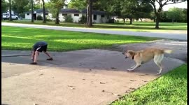 Dog Plays Football