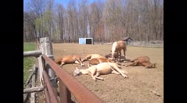 Horse Wants to Play