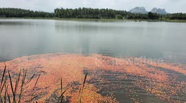 Farmers throw tomatoes into lake after torrential rains affected crops