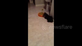 Dog Plays With Cat Toy