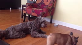 Bulldog Humps Schnauzer