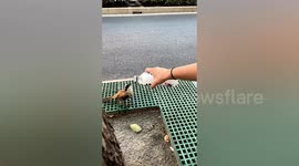 Chinese woman helps bird beat heatwave by giving it water