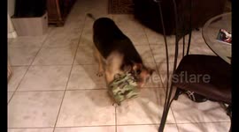 Basket Stuck on Dog's Head