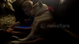 Dog Plays on iPad