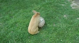 Rabbit Plays With Basketball