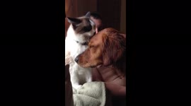 Cat Kisses Dog