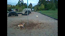 Corgi Plays Tetherball