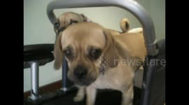 Dogs on Treadmill