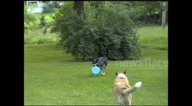 Dogs Play Frisbee