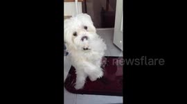 Dog Misses Owner