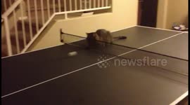 Cat Plays Ping Pong