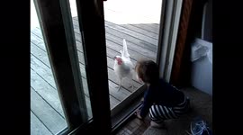 Hen Pecked