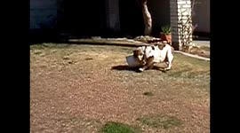 Bulldog Has Bucket on Head