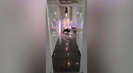 Escaped bull rampages through bank in Israel