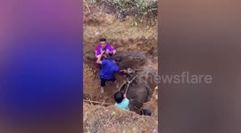 Pregnant buffalo rescued after falling into abandoned well in Thailand
