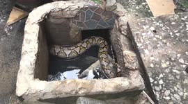 Huge python stuck inside narrow water pipe rescued in Thailand