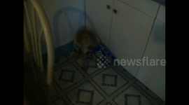 Dog's Head Stuck in Cracker Box