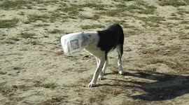Dog Stuck in Milk Jug