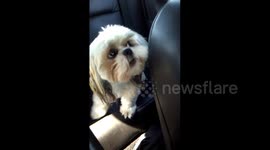 Dog Wants Front Seat