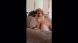 Cat Licks Dog Friend