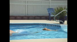 Dog Swims In Pool