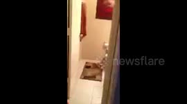 Baby Plays With Toilet Paper