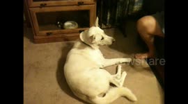 Dog Enjoys Being Scratched
