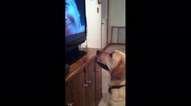 Dog Watches TV