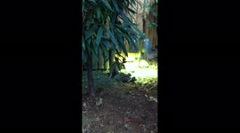 Mating Turtles
